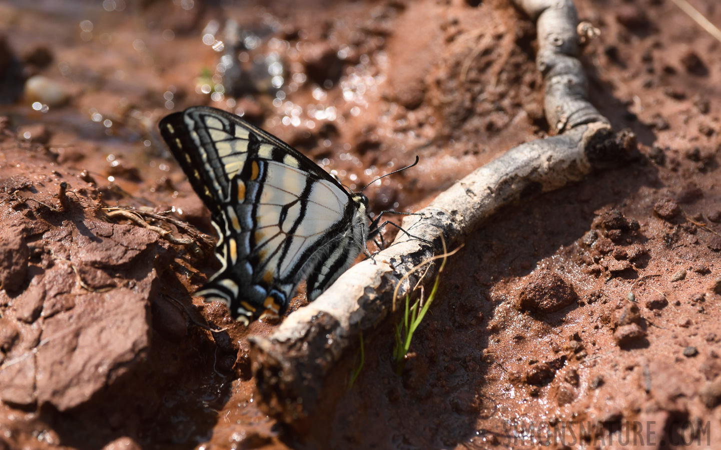 Papilio canadensis [400 mm, 1/800 Sek. bei f / 9.0, ISO 800]